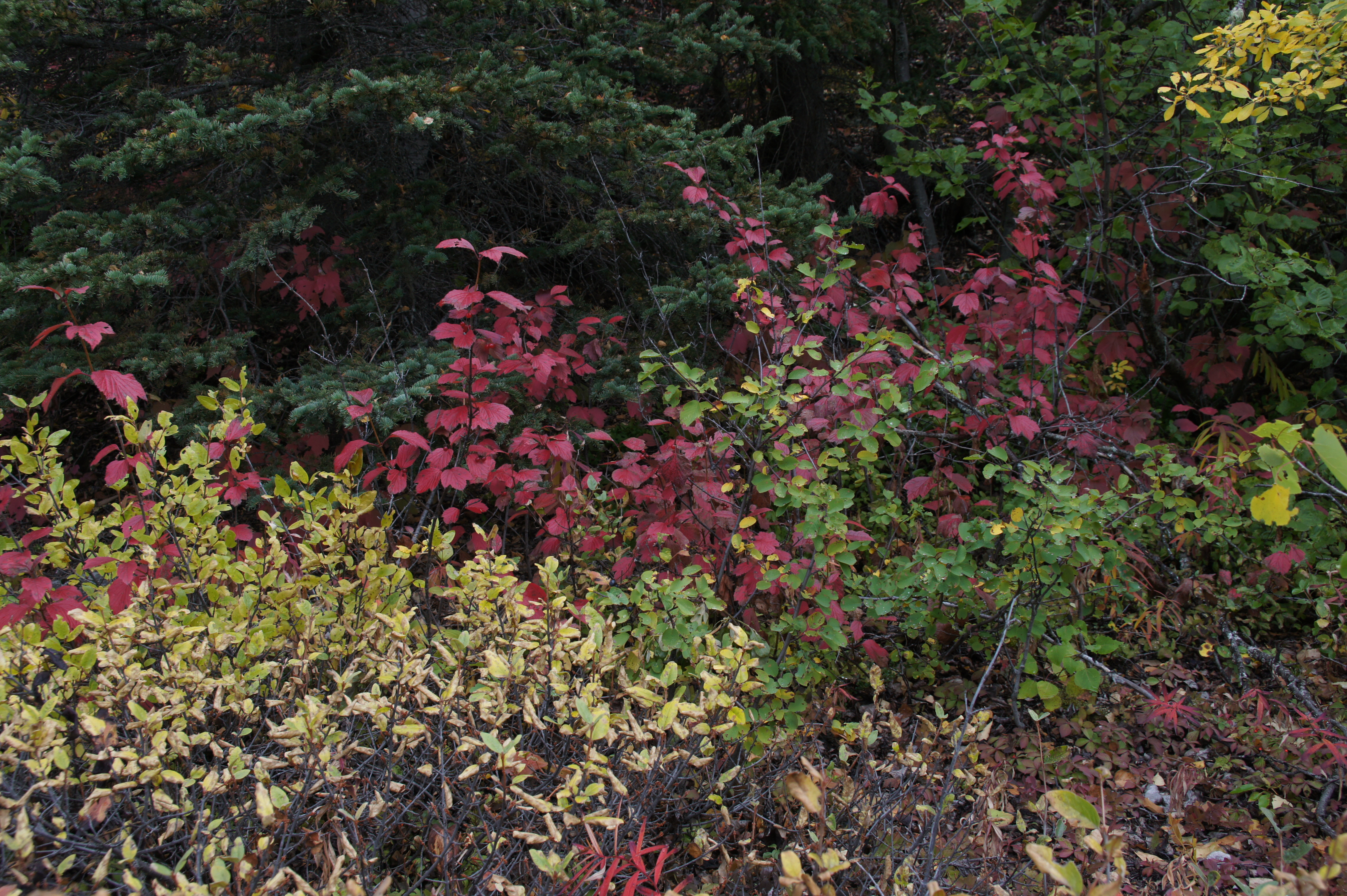 Click to return to the thumbnail index